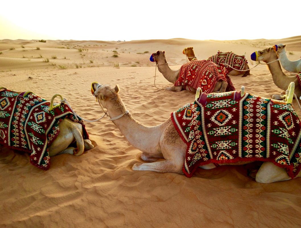 Dubai Desert Safari Experiencing the Charm of the Sands & Dubai Desert Safari A Fusion of Adventure and Culture